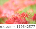 Cluster amaryllis 119642577