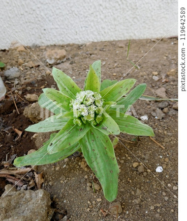 款冬芽 119642589