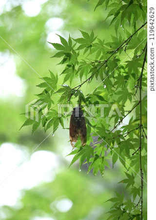 Blue maple and cicadas Blue maple and cicadas 119642629