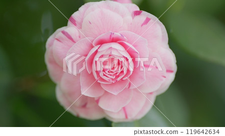 Pink Flower Of Camellia Japonica April Dawn Blush. Camellia Japonicais A Member Of Tea Family Theaceae. Close up. 119642634