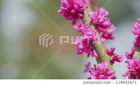 Cercis Siliquastrum Flowers. Stately Tree With Its Purple-Pink Spring Bloom. Bokeh. 119642671
