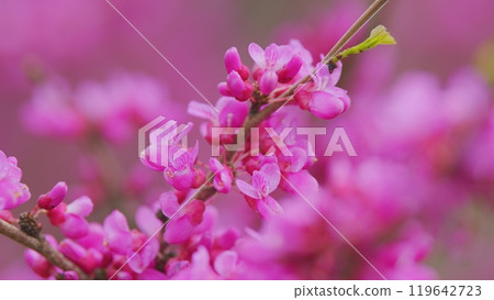 Judas Tree Or European Redbud. The Flowering Plant Family Fabaceae. Pink Redbud Rising Flowers. Close up. 119642723