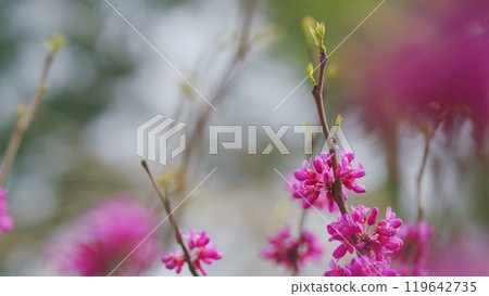 Cercis Siliquastrum Or Judas Tree. Spring Ornamental Plant Is Illuminated By The Sun. Close up. Cercis Siliquastrum Or Judas Tree. Spring Ornamental Plant Is Illuminated By The Sun. Close up. 119642735