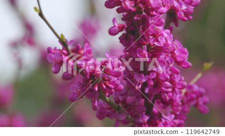 Eastern Redbud Tree Blossoms In Spring Time. Cercis Siliquastrum Blooming On Easter In April. Close up. Eastern Redbud Tree Blossoms In Spring Time. Cercis Siliquastrum Blooming On Easter In April. Close up. 119642749