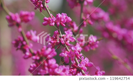Judas Flower Branches And The Bee Find And Get Nectar. Tree In The Flowering Plant Family Fabaceae. Close up. 119642754