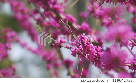 Ornamental Tree Blooming With Beautiful Pink Colored Flowers. Trees In Spring. Close up. 119642755