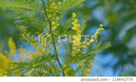 Beautiful Bright Yellow Hairy Mimosa Flowers. Acacia Dealbata With Yellow Flowers In Forest On A Sunny Day. Close up. 119642779