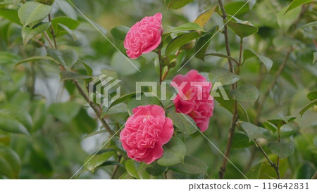 Beautiful Pink Camellia Is Blooming In Garden. Species Of Camellia Native To China And Japan. Close up. Beautiful Pink Camellia Is Blooming In Garden. Species Of Camellia Native To China And Japan. Close up. 119642831