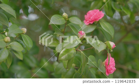 Camellia Branch With Flowers. Flower Blooming On Green Leaves Background In Sun Rays Lights. Rack focus. 119642835