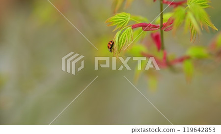 Japanese Maple Shoots In Green And Red. Red Seven Spot Insect Is The Most Common Ladybird In Europe. Close up. 119642853
