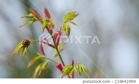 Little Round Beetle. Red Beetle With Black Dots. Japanese Maple Leaves And Young Twigs. Close up. Little Round Beetle. Red Beetle With Black Dots. Japanese Maple Leaves And Young Twigs. Close up. 119642869