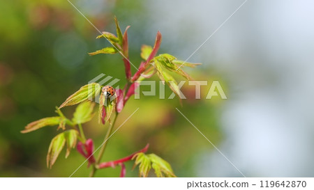 Beautiful Coccinella Septempunctata On Japanese Maple Shoots In Green And Red. Spring Is Coming. Selective focus. Beautiful Coccinella Septempunctata On Japanese Maple Shoots In Green And Red. Spring Is Coming. Selective focus. 119642870
