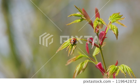 Ladybug Sitting On A Plant. Little Round Beetle - Red With Black Spots. Green Japanese Maple Shrub Or Tree. Close up. 119642872