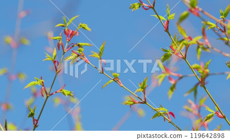 Japanese Maple Or Smooth Japanese-Maple. Acer Palmatum Deciduous Tree Sprouting Red Foliage In Spring. Still. 119642898
