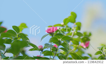 Beautiful Pink Camellia Blooming In A Garden. Blooms From February To April. Beautiful Pink Camellia Blooming In A Garden. Blooms From February To April. 119642912