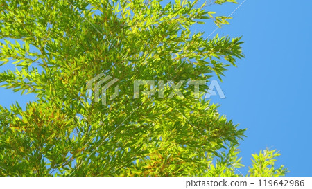 Bamboo Tree With Clear Sky. Natural Background With Many Branches And Green Leaves. Bamboo Tree With Clear Sky. Natural Background With Many Branches And Green Leaves. 119642986