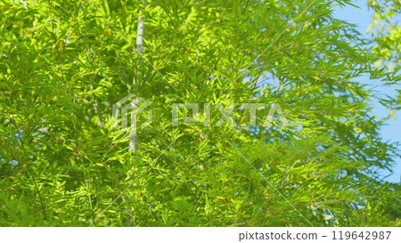 Beautiful Green Bamboo Leaves Warm Spring Day. Green Bamboo Under Blue Sky In Sunny Day. Beautiful Green Bamboo Leaves Warm Spring Day. Green Bamboo Under Blue Sky In Sunny Day. 119642987
