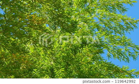 Beautiful Green Leaves Bamboo With Blue Sky. Bamboo Trees At Tropical Forest. 119642992