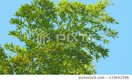 Bamboo Tree With Sky Background. Spring Bamboo Grove. Green Bamboo Leaves With Blue Sky In Background. 119642996
