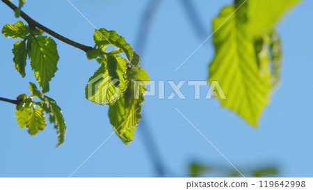 Summer Background With Copy Space. Fresh Green Young Leaves With A Beautiful Blue Sky. 119642998