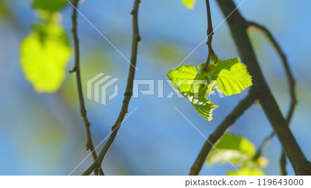 Summer Background With Copy Space. Sunlight Passing Through The Green Foliage Of A Tree. 119643000