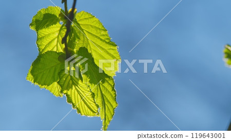 Natural Background. Fresh Green Of Sunshine Filtering Through Foliage. Fresh Summer Garden. Natural Background. Fresh Green Of Sunshine Filtering Through Foliage. Fresh Summer Garden. 119643001
