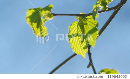 Branch With Green Spring Leaves And Blue Sky As Background. Spring Summer Background. Branch With Green Spring Leaves And Blue Sky As Background. Spring Summer Background. 119643002
