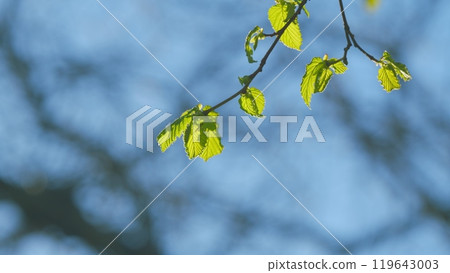 Fresh Leaves And Blue Sky. Tree Leaves Green Color Sunny Day Outdoor On Clear Blue Sky Background. Fresh Leaves And Blue Sky. Tree Leaves Green Color Sunny Day Outdoor On Clear Blue Sky Background. 119643003