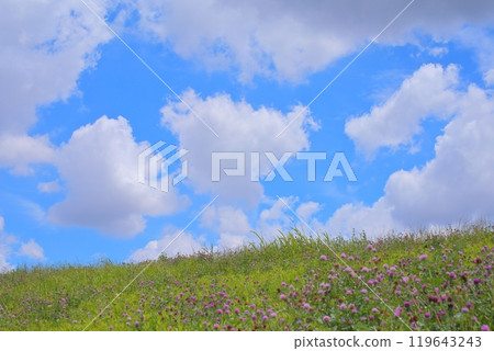 Clouds, blue sky and blooming grassland Clouds, blue sky and blooming grassland 119643243