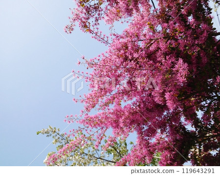 Tokiwamansaku花 119643291