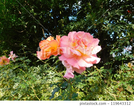 Rose Paeonia Hillary Rose Paeonia Hillary 119643312