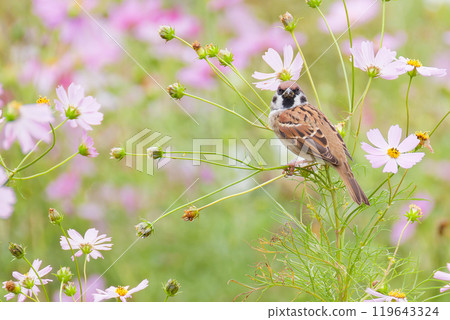 A sparrow resting on a cosmos flower and looking at me A sparrow resting on a cosmos flower and looking at me 119643324