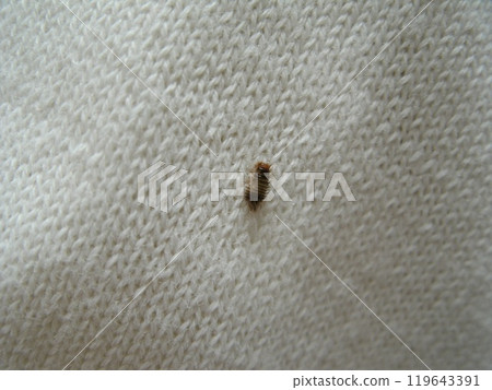 在衣服上打洞的小害蟲的幼蟲。 119643391