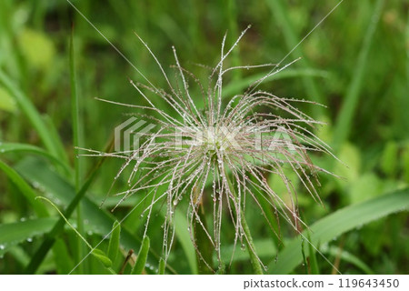 Pulsatilla quinata, rainy day, wildflower, looks like white hair after flowering 119643450