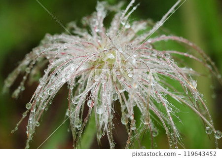 Pulsatilla quinata, rainy day, wildflower, looks like white hair after flowering Pulsatilla quinata, rainy day, wildflower, looks like white hair after flowering 119643452