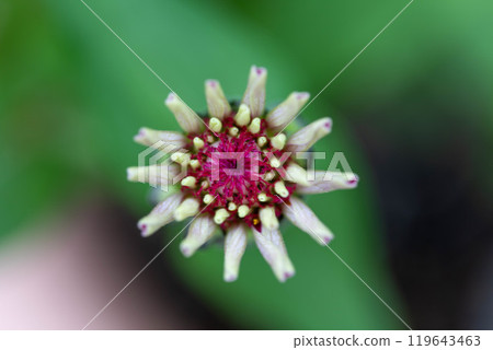 Zinnia's Wolf 119643463