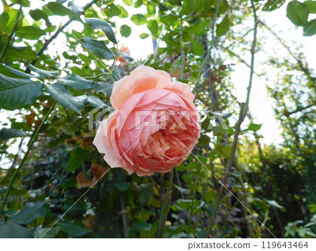 Rose Mahiro 119643464