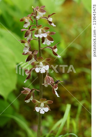 Calanthe orchid blooming on the edge of the forest, ground calanthe, brown flower Calanthe orchid blooming on the edge of the forest, ground calanthe, brown flower 119643478