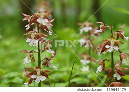 艾賓蘭花,艾賓蘭花,棕色的花朵在森林邊緣綻放 艾賓蘭花,艾賓蘭花,棕色的花朵在森林邊緣綻放 119643479
