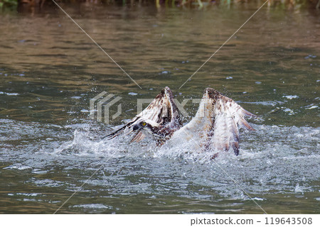 魚鷹潛入河中尋找獵物 119643508
