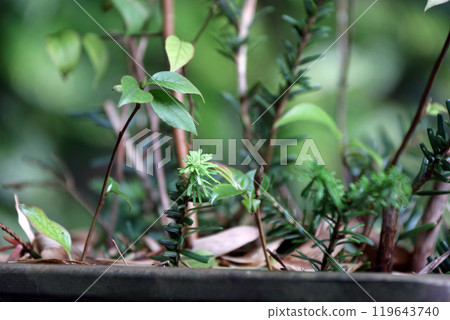 Various cuttings: Japanese holly, Japanese yew Various cuttings: Japanese holly, Japanese yew 119643740