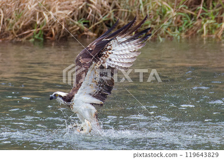 魚鷹抓魚並跳出河面 119643829