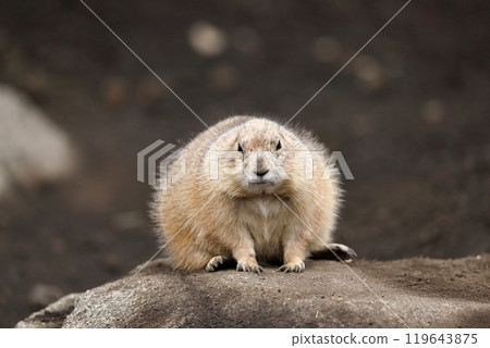 Round prairie dog sitting on a stone 119643875