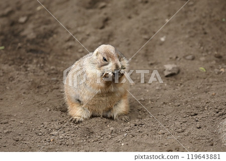 Prairie dog eating hay with both hands Prairie dog eating hay with both hands 119643881
