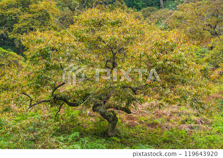 [Nagano Prefecture] Ono's Weeping Chestnut Grove - Autumn Scenery 119643920