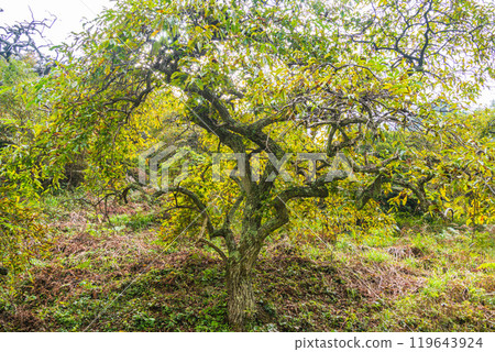 [Nagano Prefecture] Ono's Weeping Chestnut Grove - Autumn Scenery 119643924