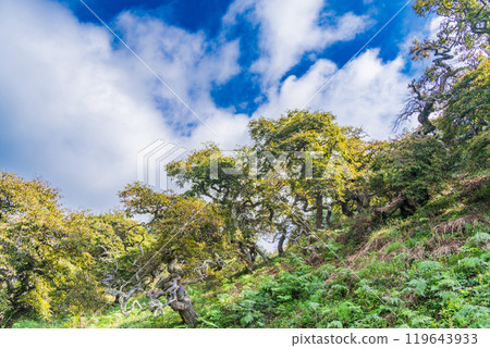[Nagano Prefecture] Ono's Weeping Chestnut Grove - Autumn Scenery 119643933