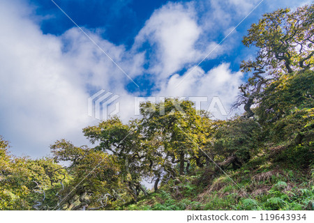 [Nagano Prefecture] Ono's Weeping Chestnut Grove - Autumn Scenery 119643934