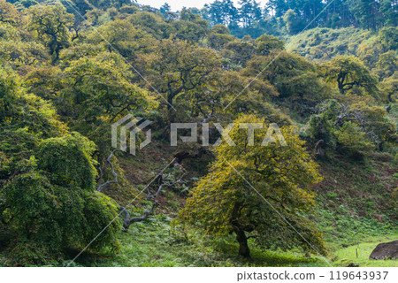 [Nagano Prefecture] Ono's Weeping Chestnut Grove - Autumn Scenery 119643937