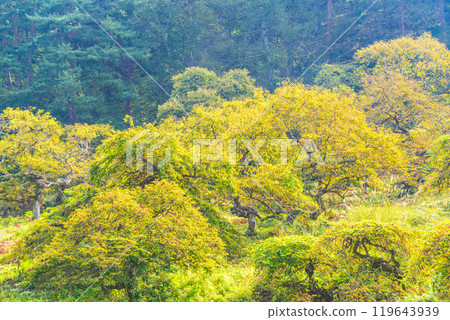 [長野縣]秋天的小野垂淚九里棲息地 119643939